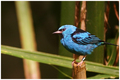 The Bluebird