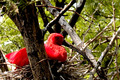 Scarlet Ibis