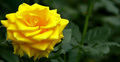 The Yellow Rose of Longwood