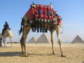 The camel with the pyramids