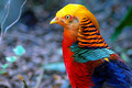 Golden Pheasant