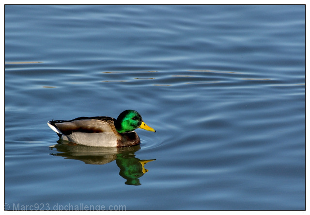 Mallard Fillmore