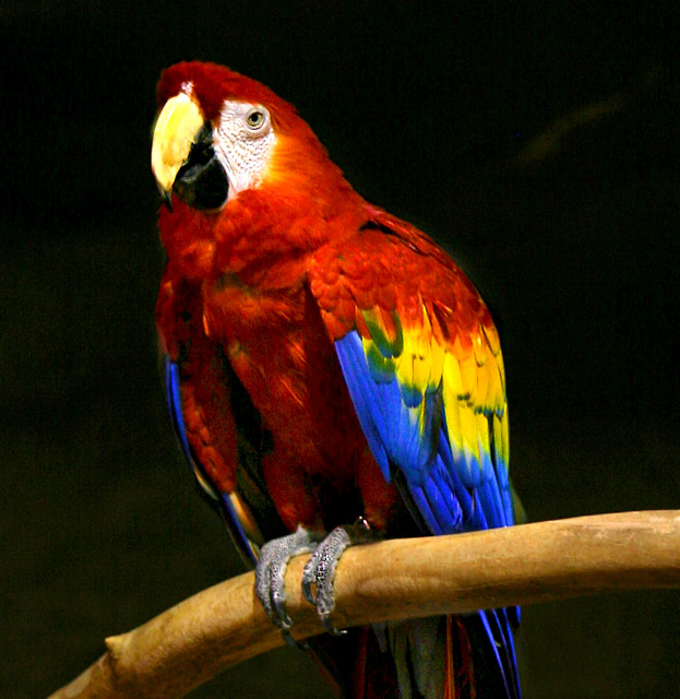 Macaw