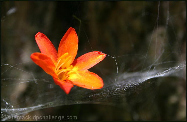 'on gossamer thread'