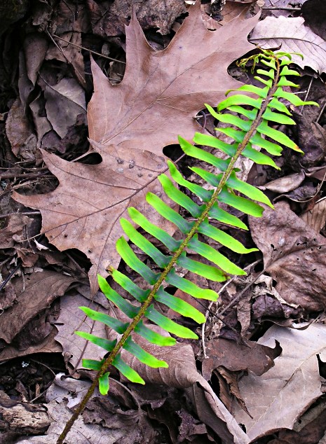 Bright Fern