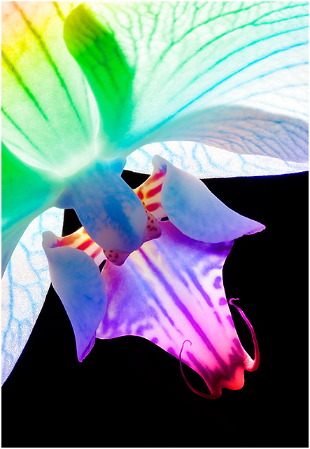 Rainbow orchid