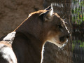 Wild Thing