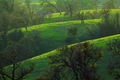 Hills of Green