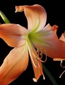 Orange Beauty