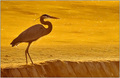 Golden Heron