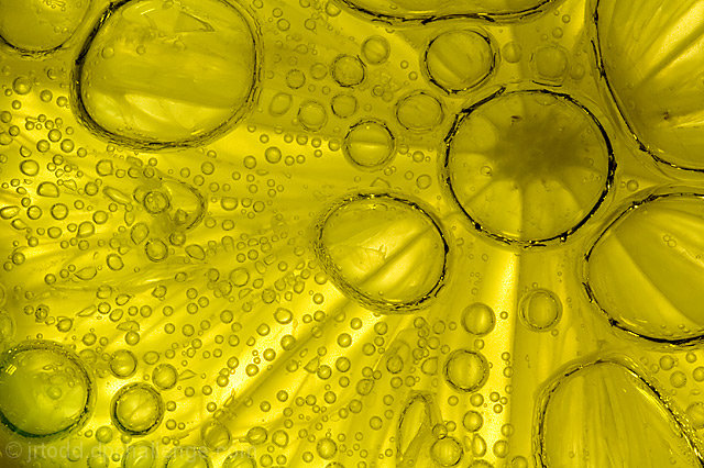 Citrus  Bubbles