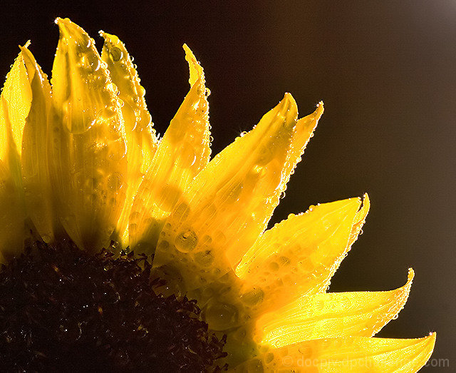 The wetlook sunflower.. at night!