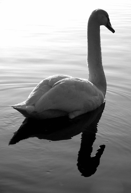 The swan