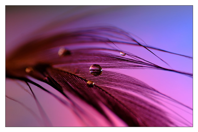 Fairy Tear
