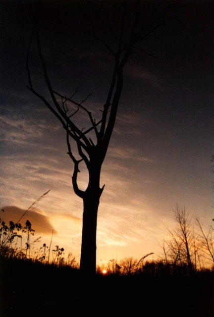 Dead tree