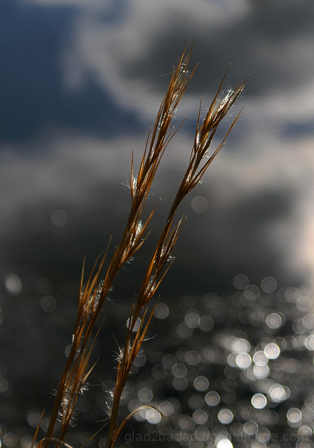 Grass on Water's Edge