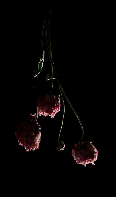 Drying Peonies