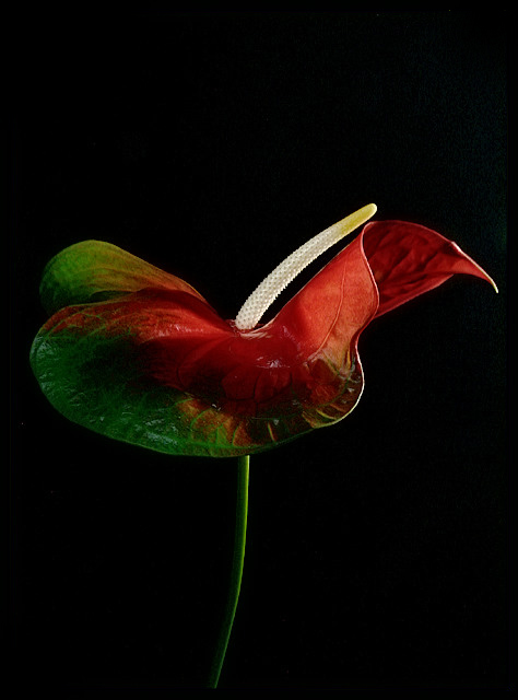 Backlit Anthurium