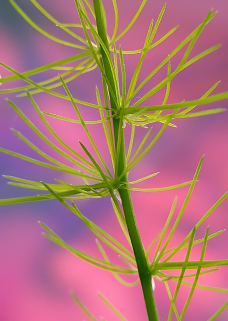 "Colors" (Backlit by Monitor Screen)