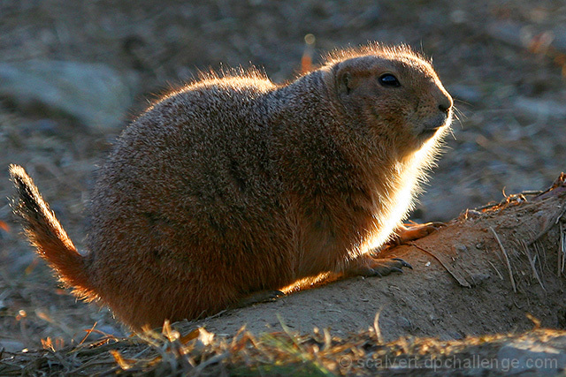 Radiant Prairie Dog