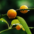 fresh lime juice