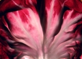 Radicchio - Recipe for a Better Salad