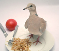 Dove raw, with rice