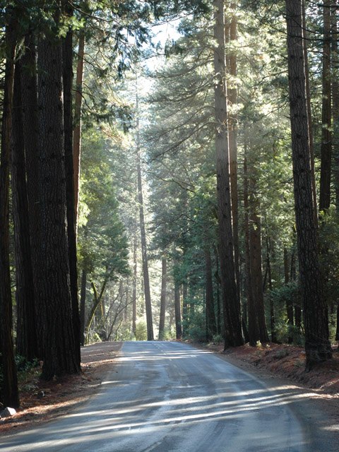 light through pines