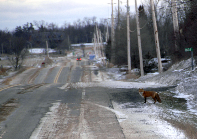 Fox Contemplating the Highway