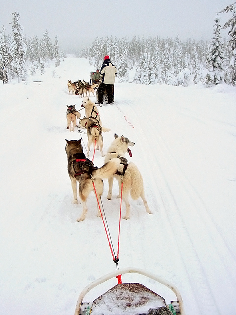 Arctic Road