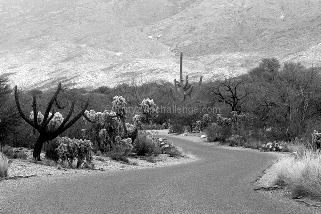 Cactus Bend