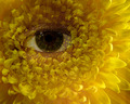 See the Flower, Become the Flower