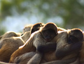 Monkey Love