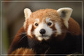 Red Panda on Bamboo