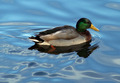 DUCK ON BLUE VELVET
