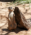 Silly Critter