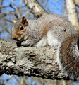 Out on a Limb