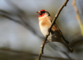 Goldfinch