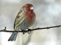 House finch