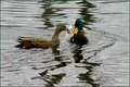 Ducks in Love