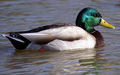 Mallard in Winter