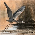 heron landing
