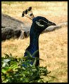 Darwin's peacock