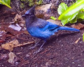 Steller's Jay