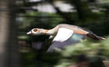 High speed Duck