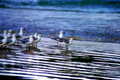 Gulls at Dusk