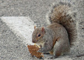 Even Squirrles Like McNuggets