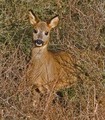 roe deer