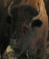 American Bison