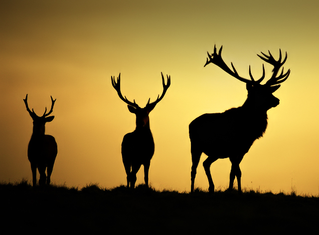 Land of the Buck